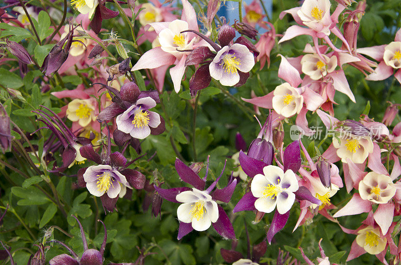 在巴塔哥尼亚的Aquilegia Caerulea花